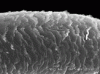 hair cuticle 6.gif