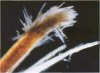 hair cuticle 3.jpg