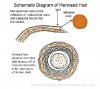 henna2.JPG