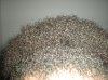 hair 008.jpg