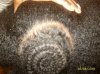 growth from 7 weeks of cornrows and msm 3.6.2010.jpg