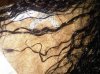 hair trauma 3.jpg