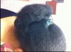 25 March 2011 Bun 2.JPG