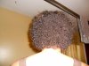 june2011natural.jpg
