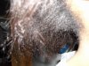 DamagedHair2.jpg