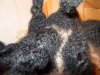 henna indigo after.jpg