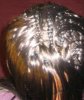 top of head - pony taken down 2.jpg