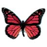 butterfly7