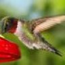 Quailbird