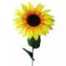 sunshinelady