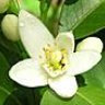 Neroli