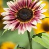 sunflora