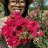 JoyBloom